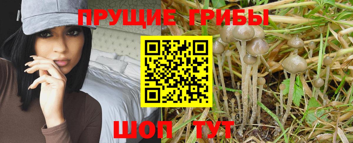 Псилоцибиновые грибы Psilocybine cubensis Вязники